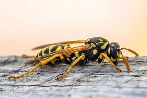 Если укусила оса, в первую очередь намыльте место укуса и смойте холодной водой