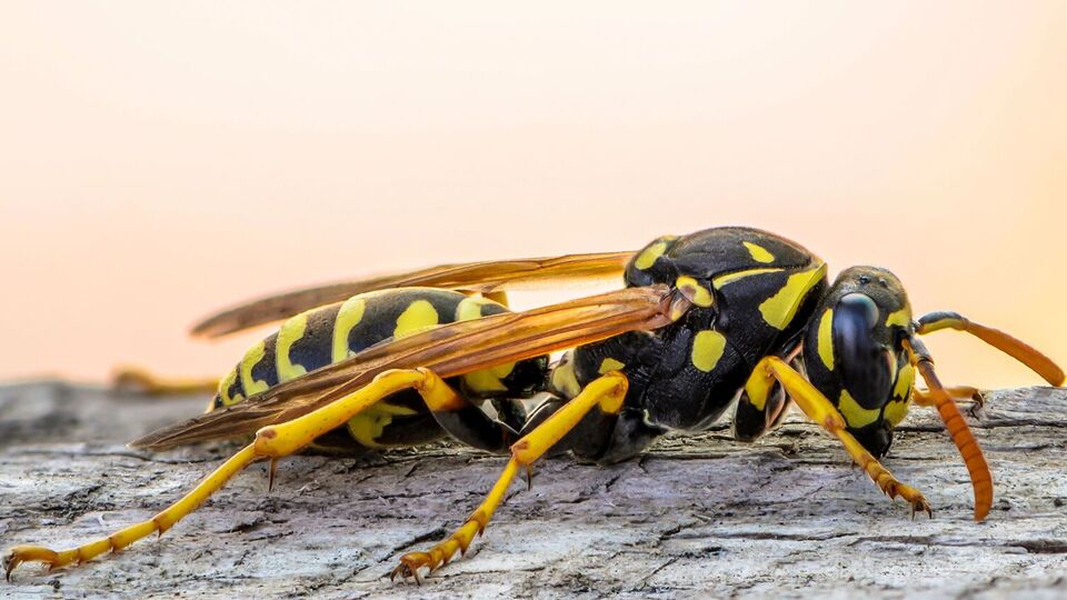 Если укусила оса, в первую очередь намыльте место укуса и смойте холодной водой