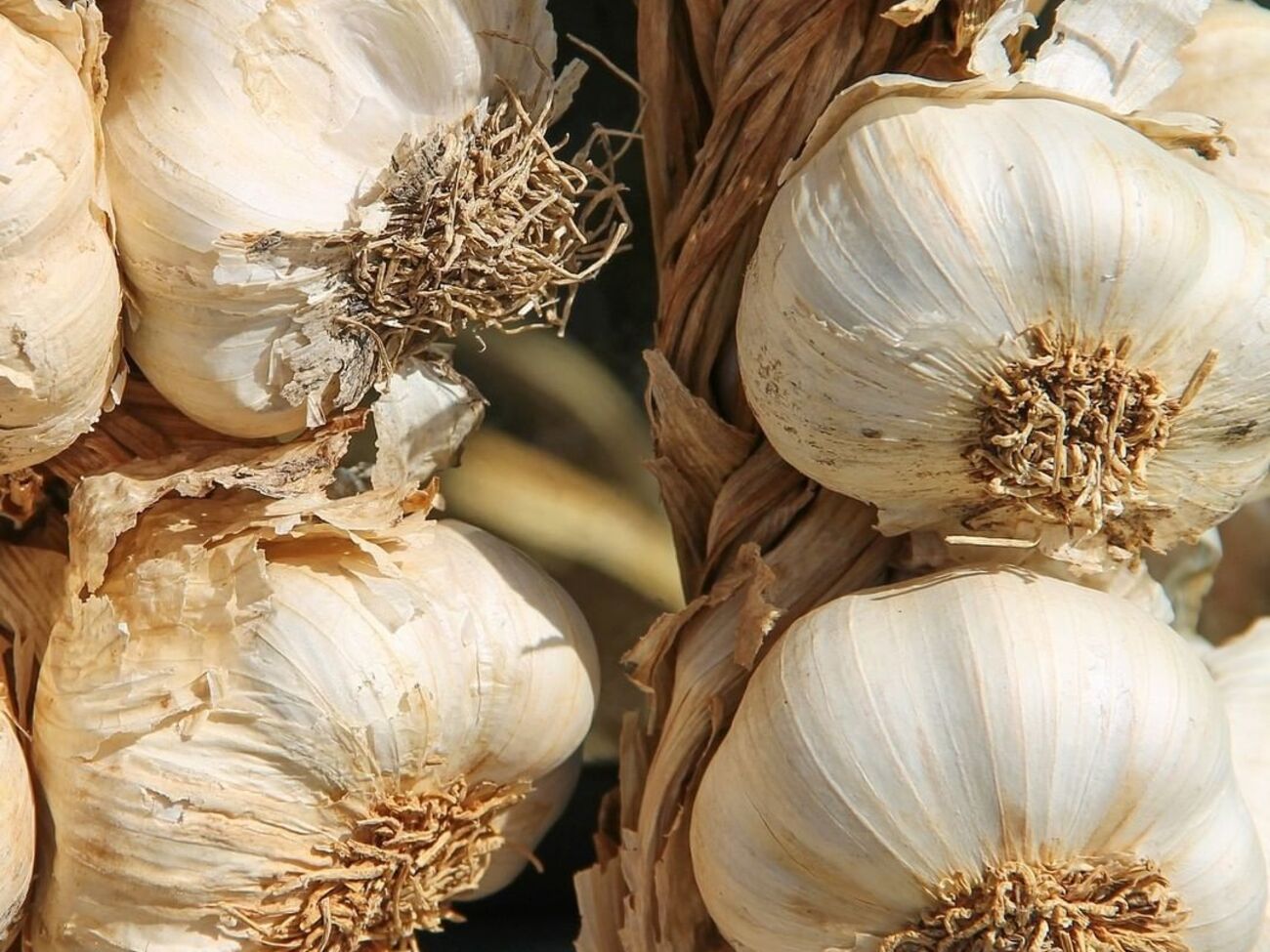 Чеснок нужно подготовить к посадке