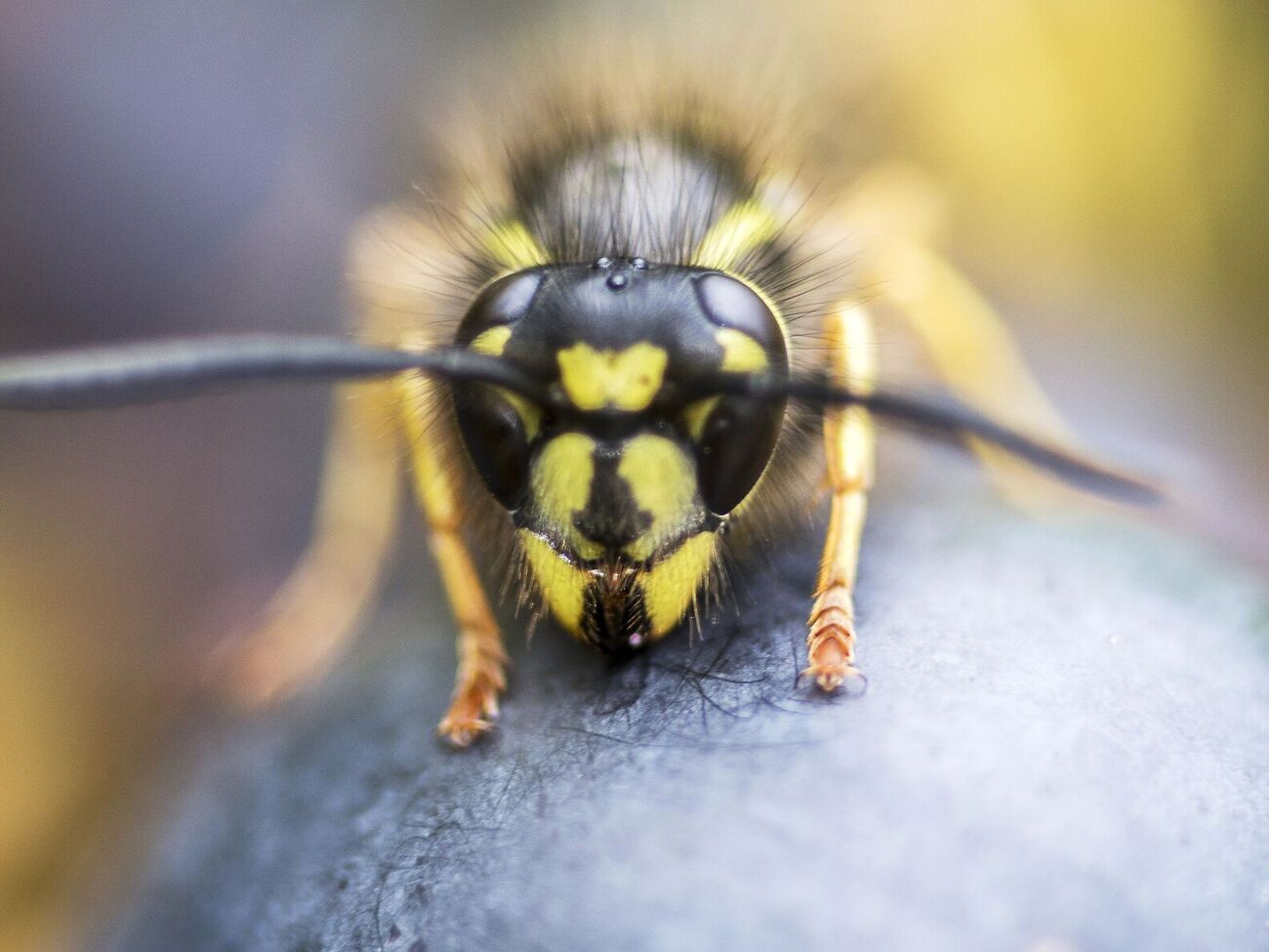 По словам пчеловода, если вас начали атаковать осы или пчелы, нужно воздержаться от резких движений