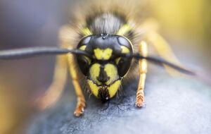По словам пчеловода, если вас начали атаковать осы или пчелы, нужно воздержаться от резких движений