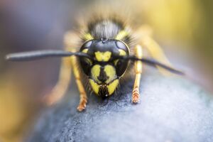 По словам пчеловода, если вас начали атаковать осы или пчелы, нужно воздержаться от резких движений