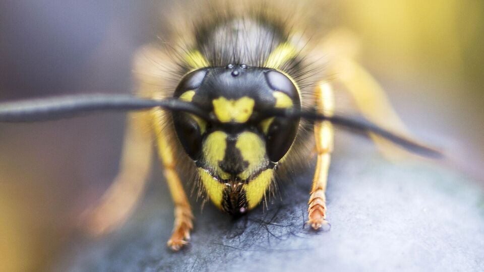 По словам пчеловода, если вас начали атаковать осы или пчелы, нужно воздержаться от резких движений
