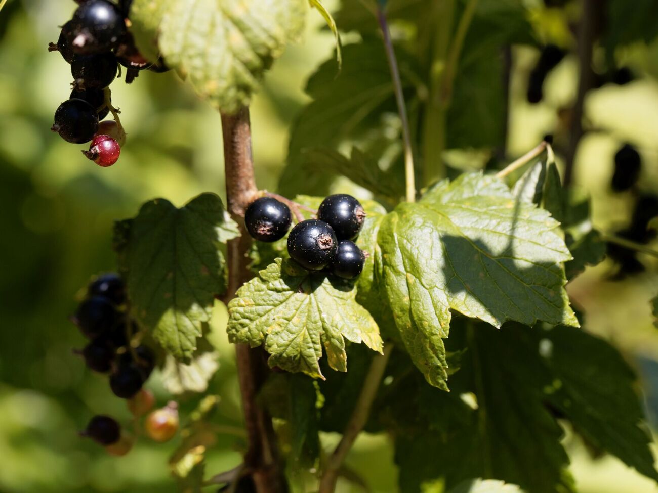 Плохо на урожайность смородины влияют такие соседи, как помидоры, картофель и перец