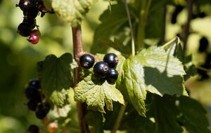 Погано на врожайність смородини впливають такі сусіди, як помідори, картопля й перець