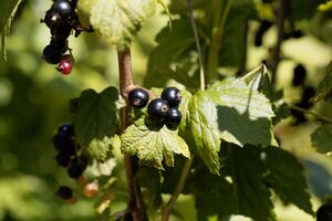 Плохо на урожайность смородины влияют такие соседи, как помидоры, картофель и перец