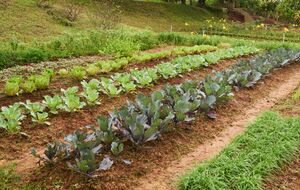 В сентябре еще не поздно сеять новые растения