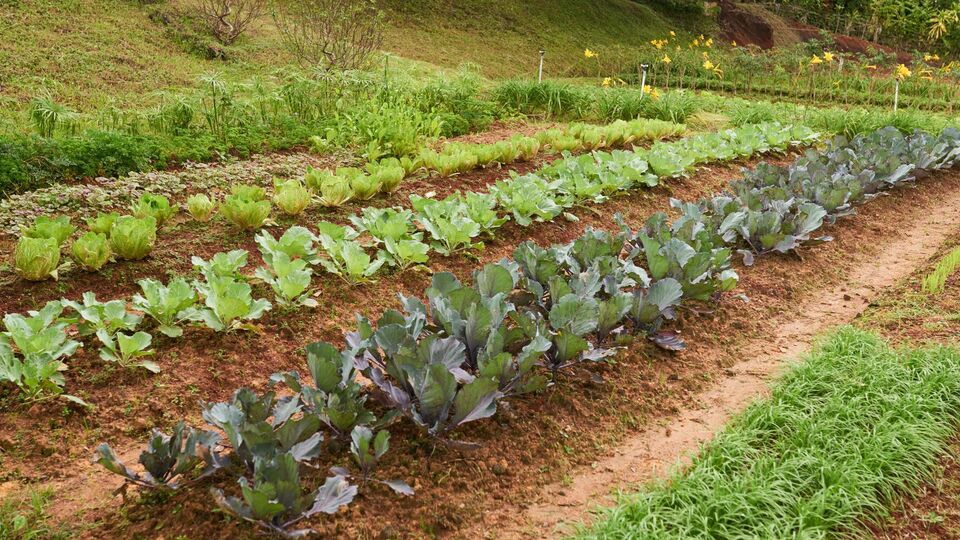 У вересні ще не пізно сіяти нові рослини