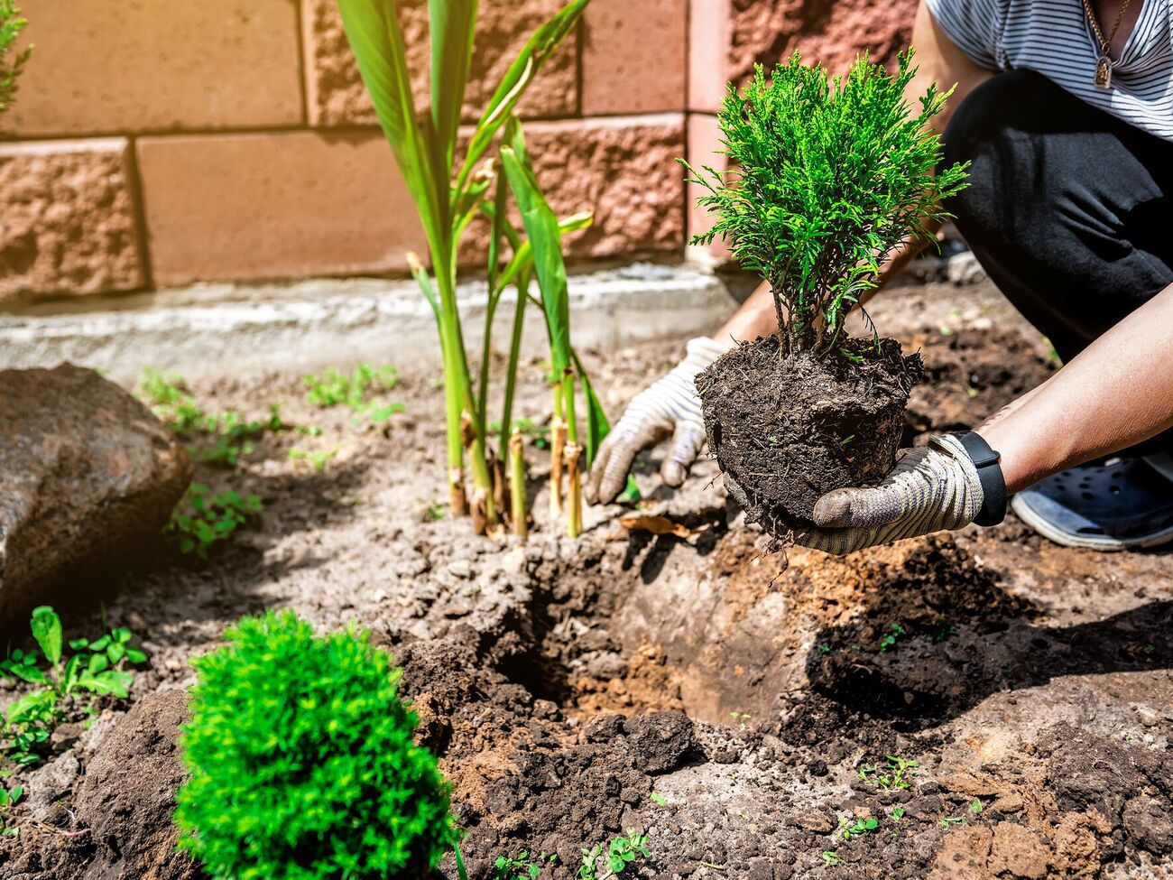 Найлегше туї вкорінюються восени