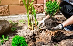 Легче всего туи укореняются осенью