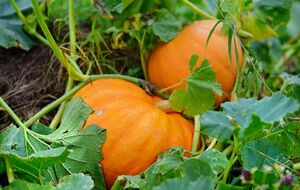 У вересні важливо вжити заходів, щоб гарбуз дозрів солодким