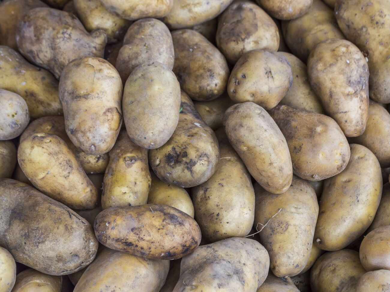 Картофель может начать гнить из-за высокой влажности, неподходящей температуры и плохой вентиляции