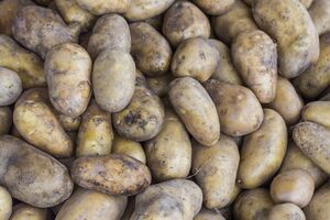 Картофель может начать гнить из-за высокой влажности, неподходящей температуры и плохой вентиляции