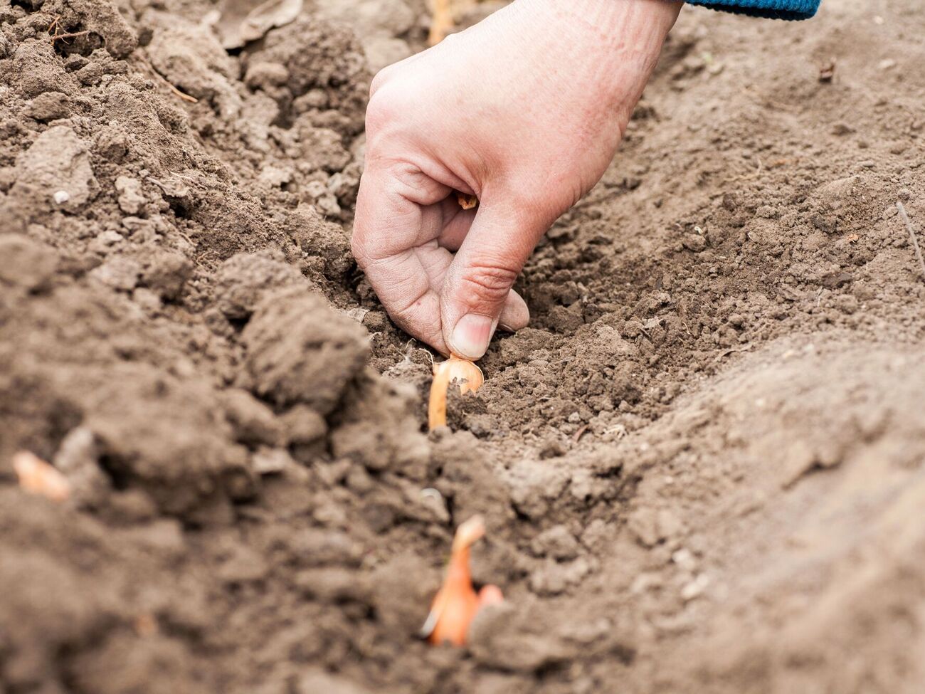 Лук опускают в уже подготовленную лунку