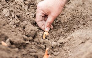 Лук опускают в уже подготовленную лунку