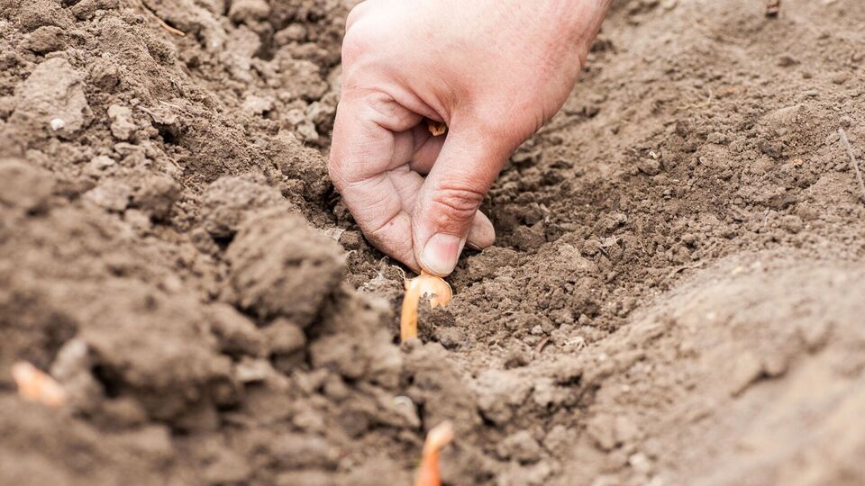 Лук опускают в уже подготовленную лунку