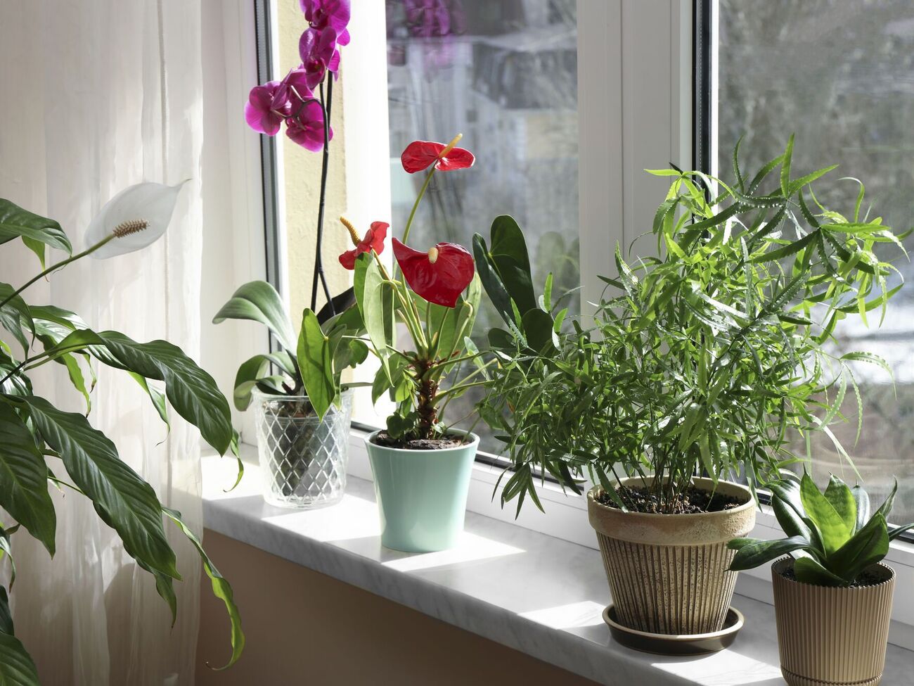 При покупке цветов в магазине нужно внимательно осмотреть листья