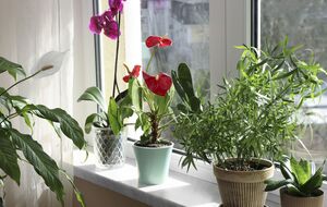 При покупке цветов в магазине нужно внимательно осмотреть листья