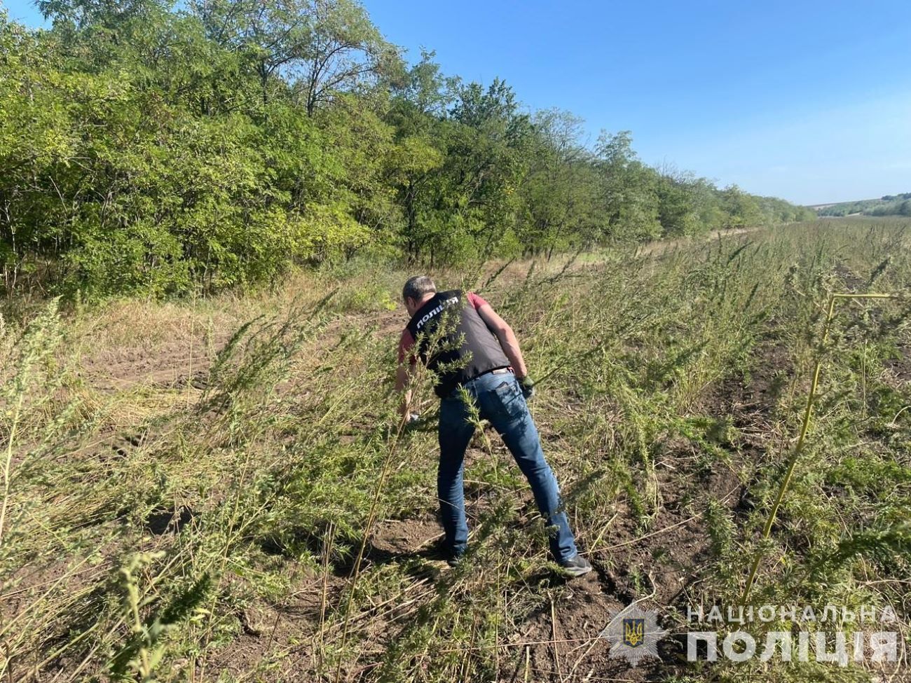 Вартість рослин за цінами чорного ринку становить приблизно 300 млн грн, розповіли правоохоронці