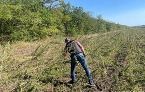 Стоимость растений по ценам "черного" рынка составляет около 300 млн грн, рассказали правоохранители