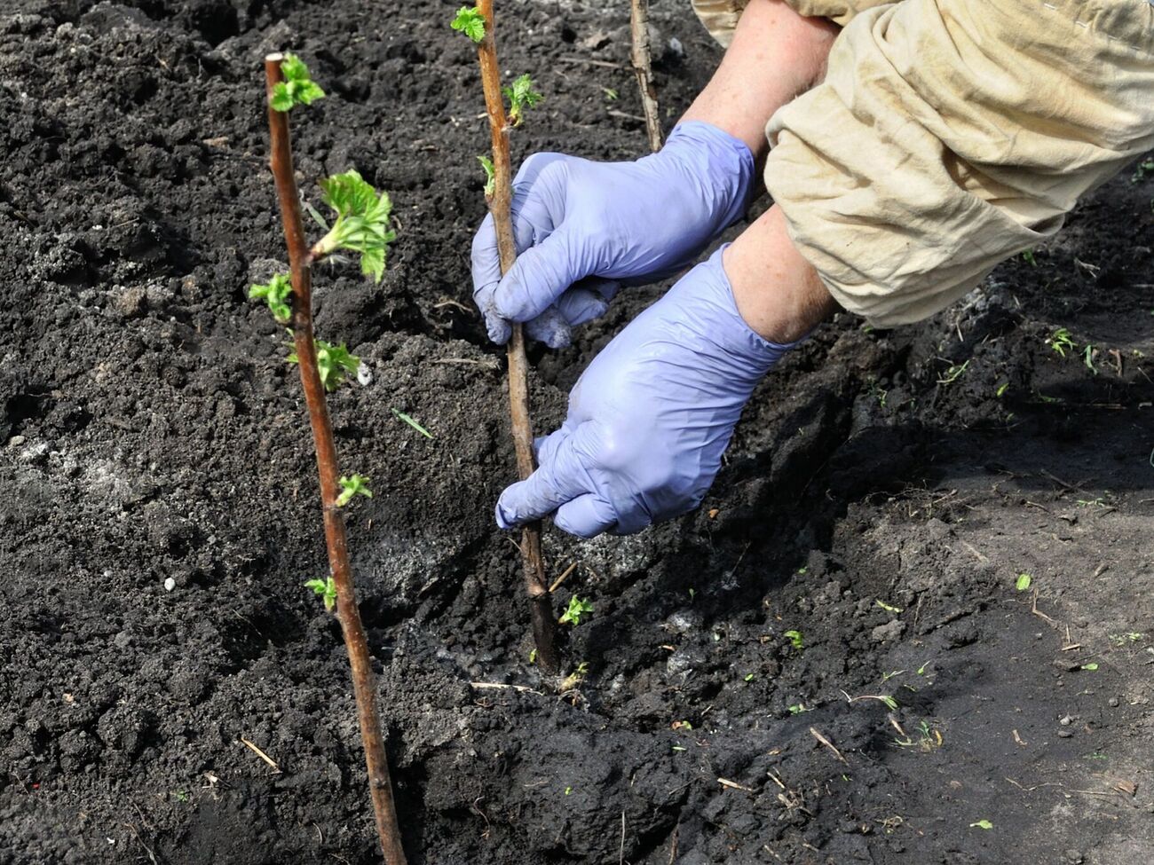 Осенняя посадка малины гарантирует качественное приживление