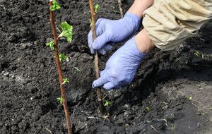 Осенняя посадка малины гарантирует качественное приживление