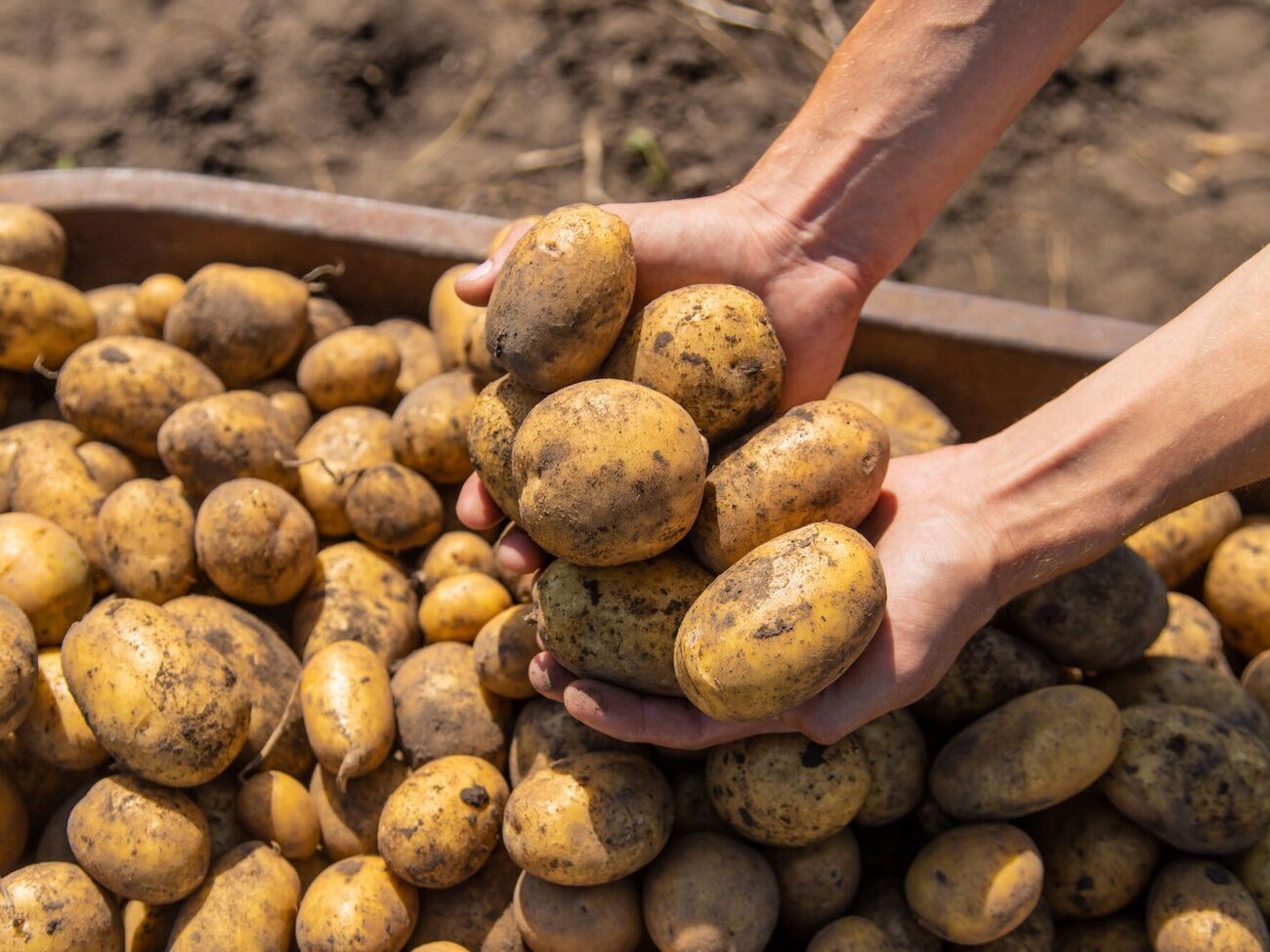 Идеальная температура для хранения картофеля – около +5 ℃