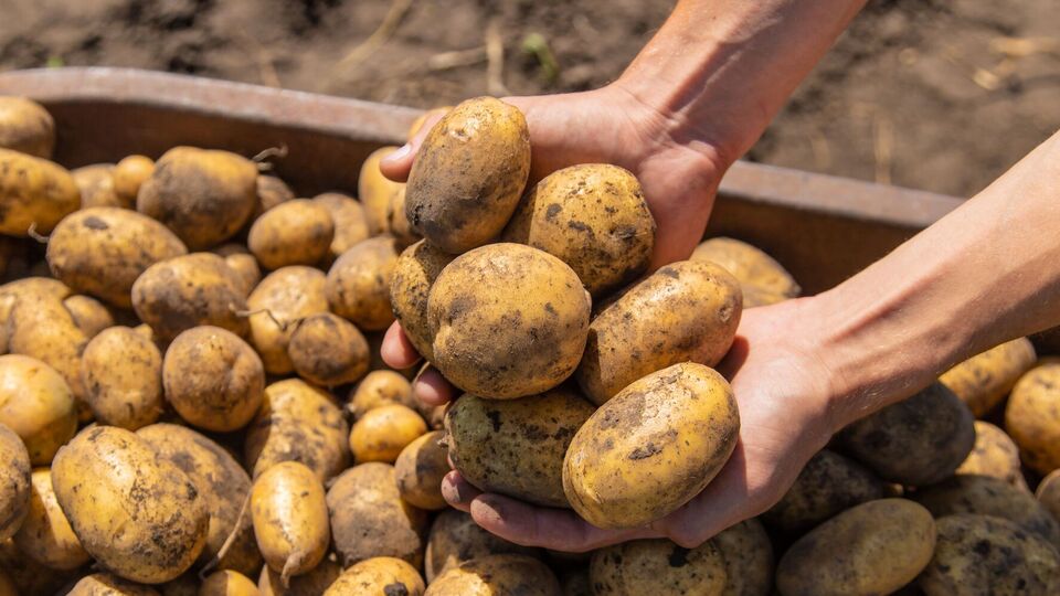 Идеальная температура для хранения картофеля – около +5 ℃