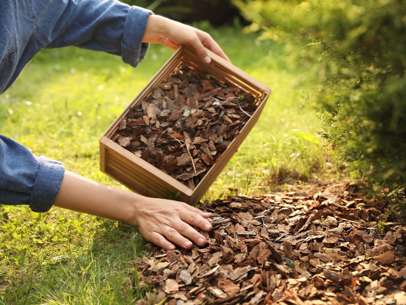 Мульча сприятливо впливає на ґрунт – покращує його структуру, живить, захищає від ерозії