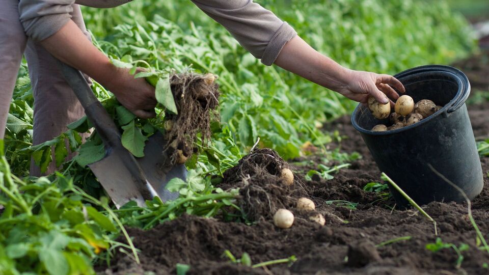 Ґрунт після картоплі потрібно оздоровити