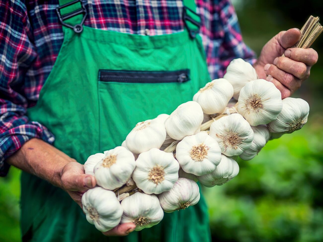 С такой подкормкой вырастает самый крупный чеснок