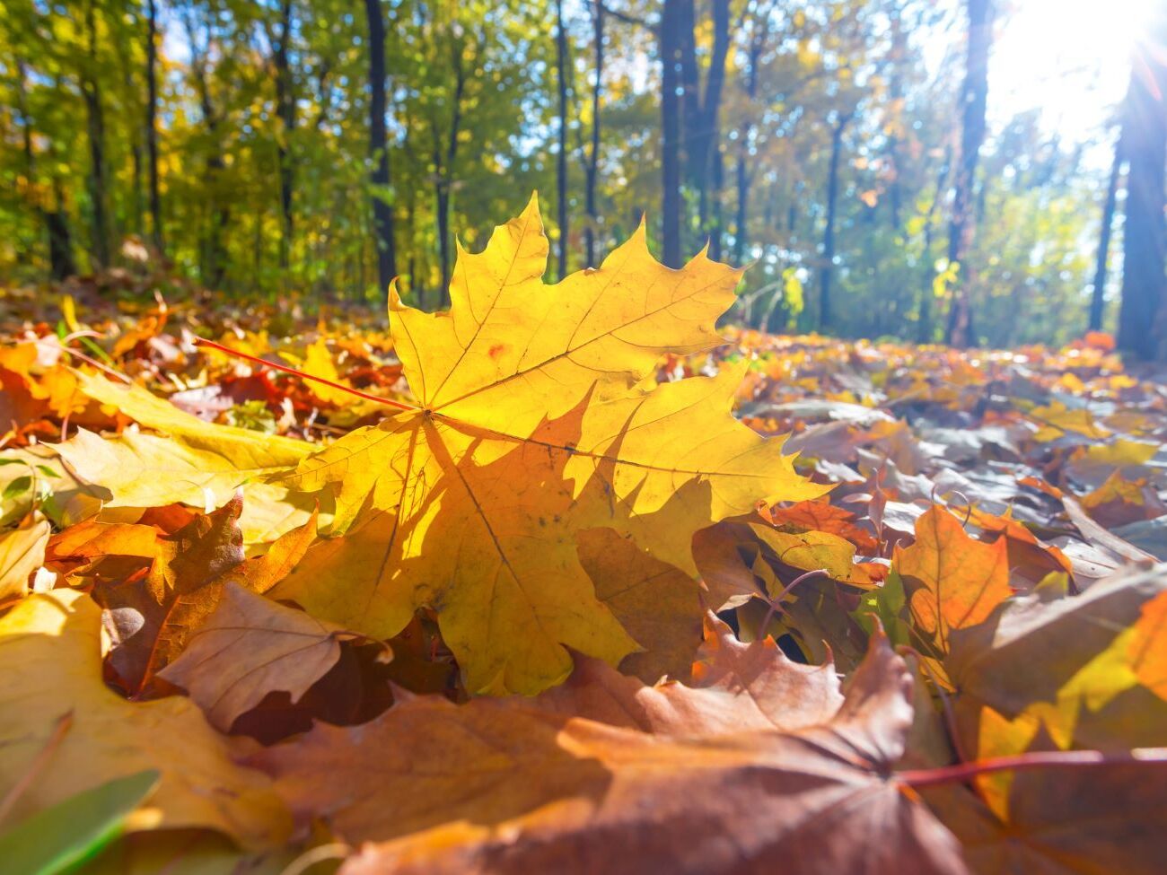 В Україні здебільшого буде суха й тепла погода