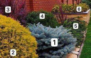 Клумба из кустарников почти не нуждается в уходе