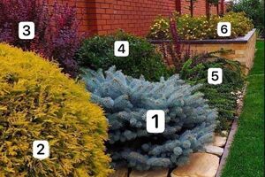 Клумба із чагарників майже не потребує догляду