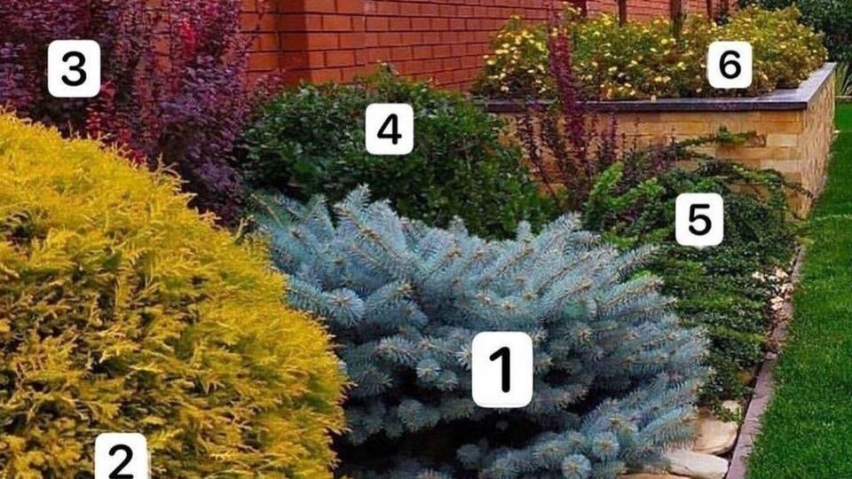 Клумба из кустарников почти не нуждается в уходе