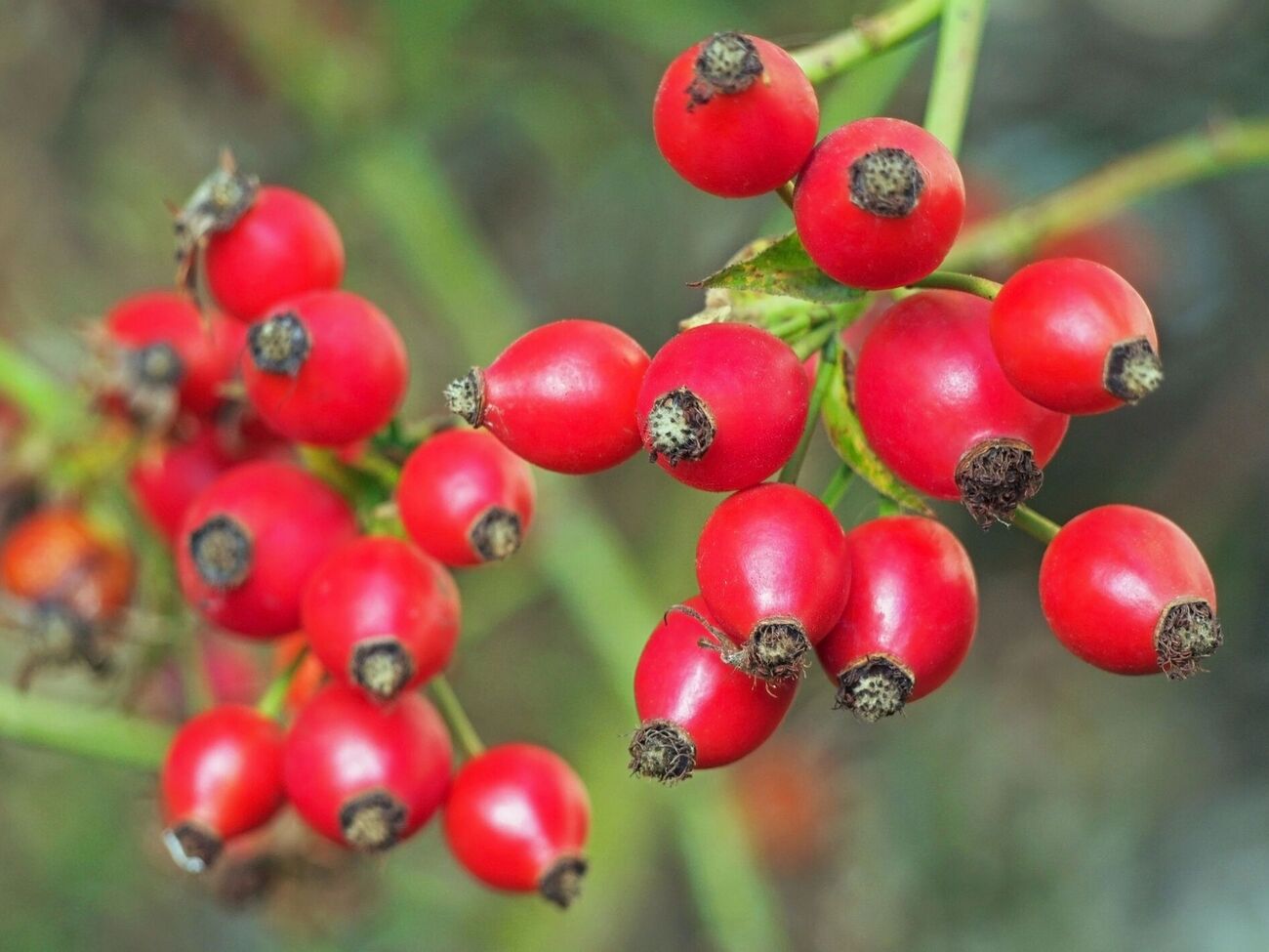 Самый полезный шиповник – с оранжевой мякотью