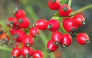 Самый полезный шиповник – с оранжевой мякотью