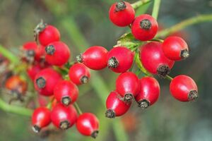 Самый полезный шиповник – с оранжевой мякотью