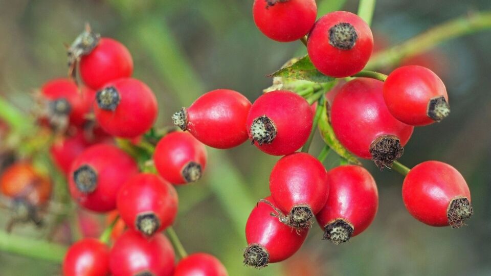 Самый полезный шиповник – с оранжевой мякотью