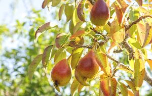Листья могут начинать краснеть с нижней стороны