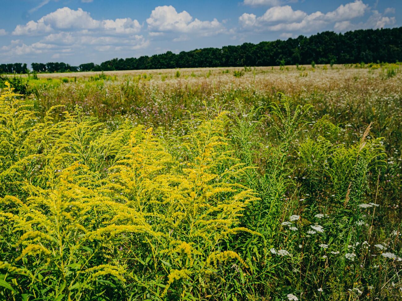 Амброзия дает до 40 тыс. семян, которые могут прорасти даже через 40 лет