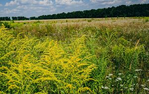 Амброзия дает до 40 тыс. семян, которые могут прорасти даже через 40 лет