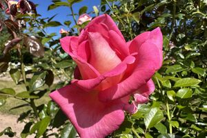 Оброблення троянд краще проводити вранці