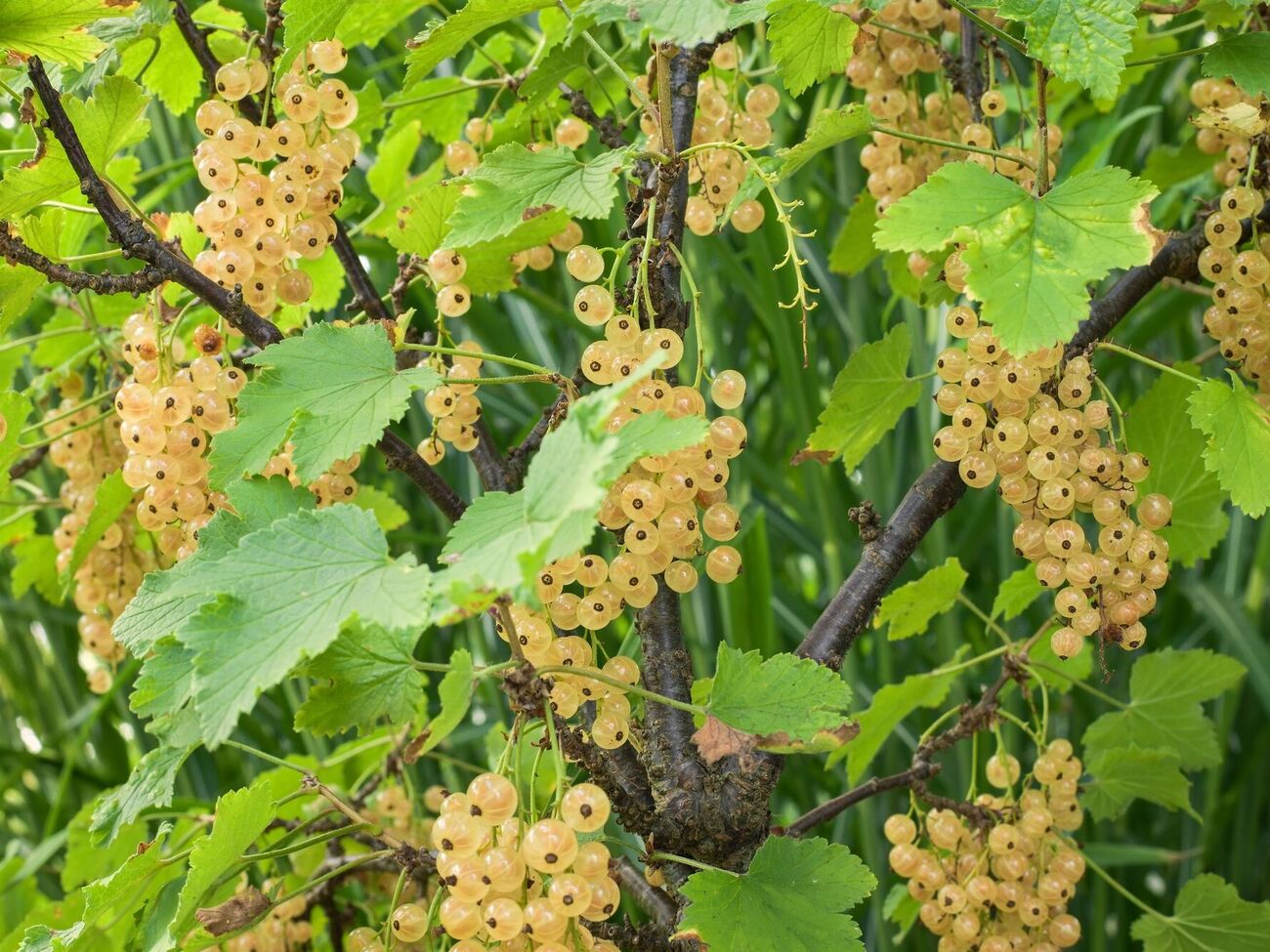 Осінні маніпуляції покращать урожай смородини