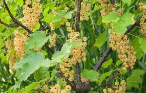 Осенние манипуляции улучшат урожай смородины