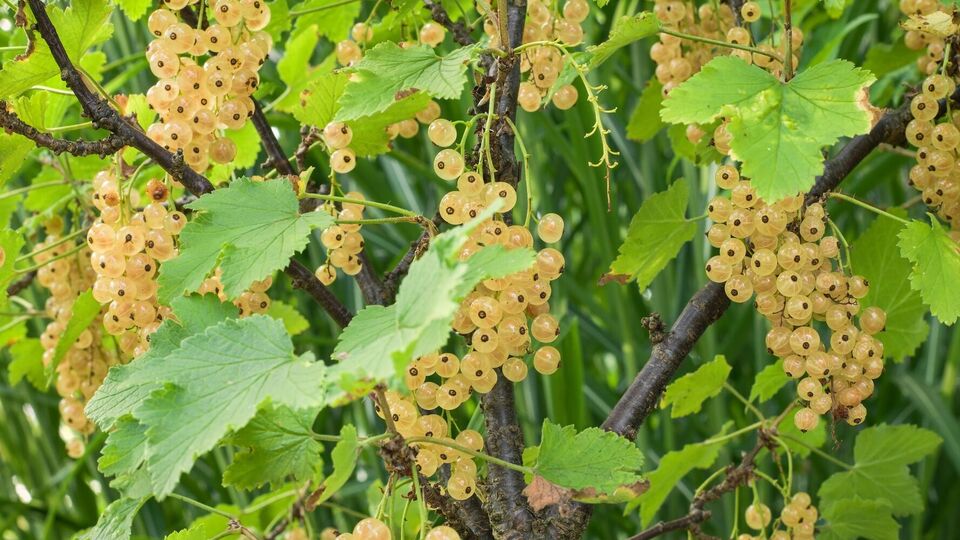 Осінні маніпуляції покращать урожай смородини