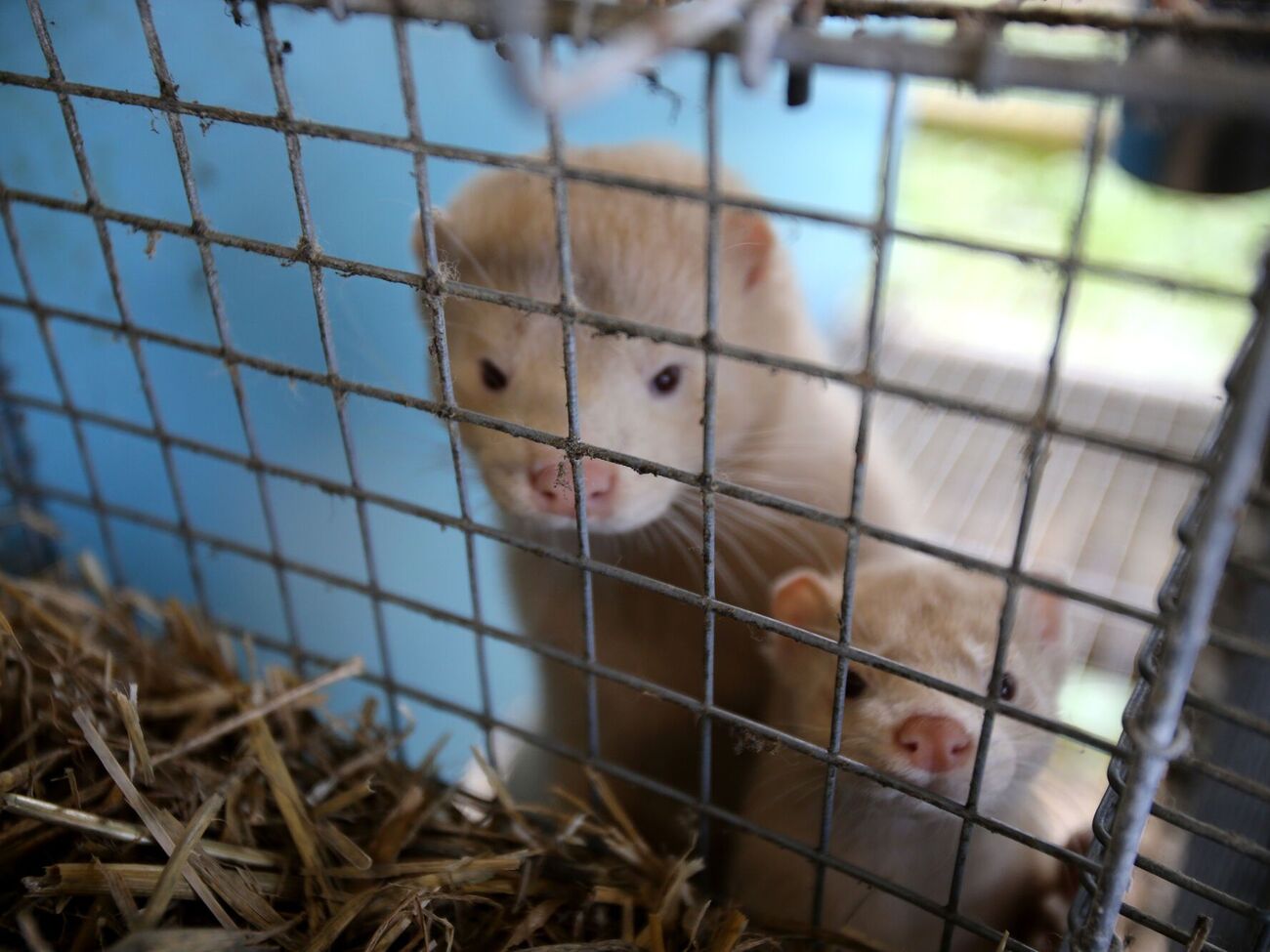 Учені зафіксували на фермах у Китаї 125 видів вірусів