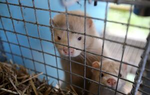 Учені зафіксували на фермах у Китаї 125 видів вірусів