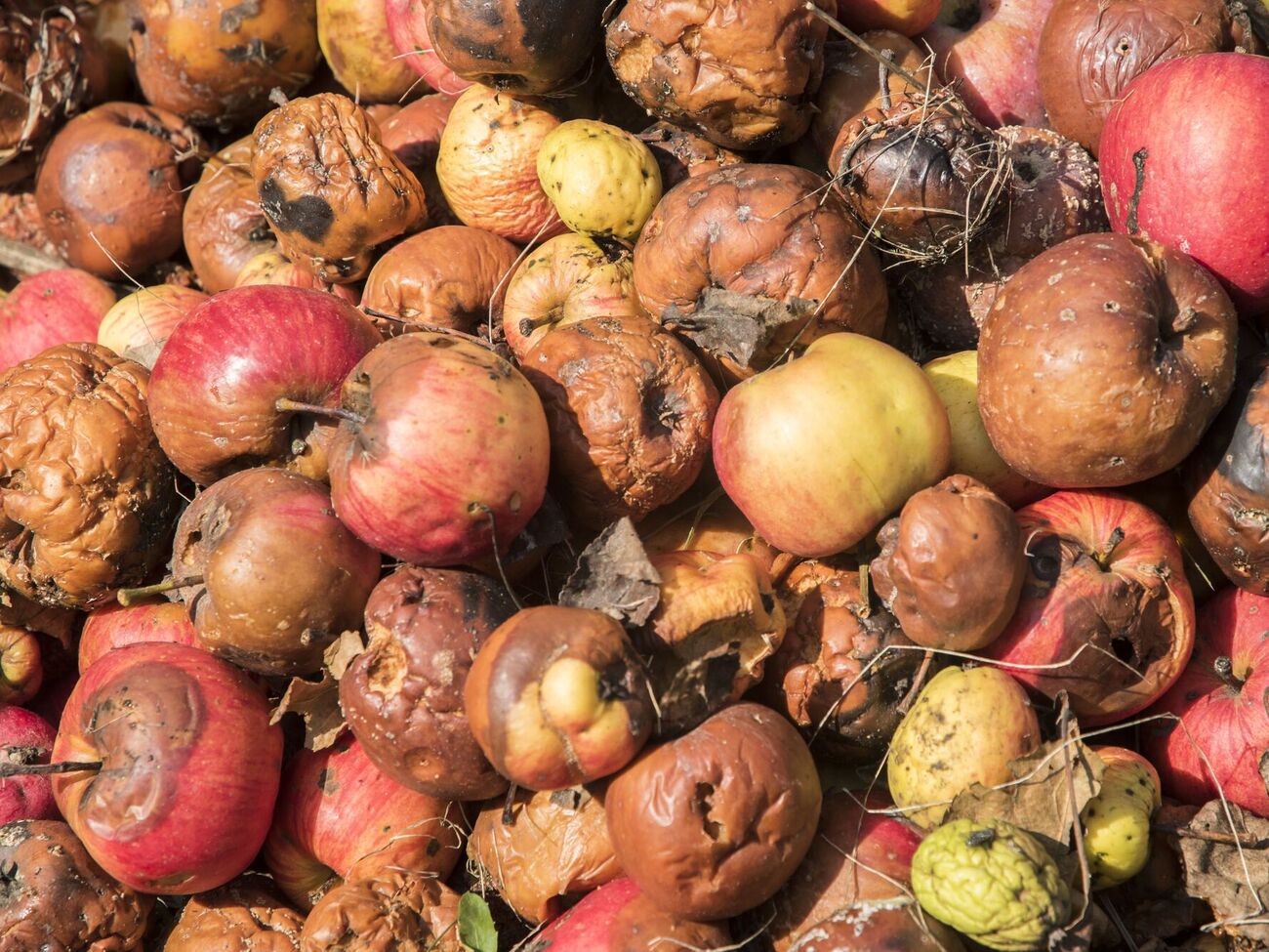 Досвідчені городники не рекомендують викидати гнилі яблука в яму для приготування компосту