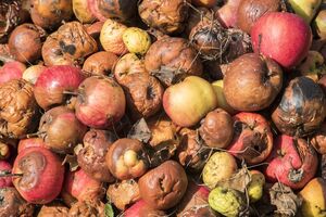 Опытные огородники не рекомендуют выбрасывать гнилые яблоки в яму для приготовления компоста